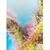 Purple Punch OG